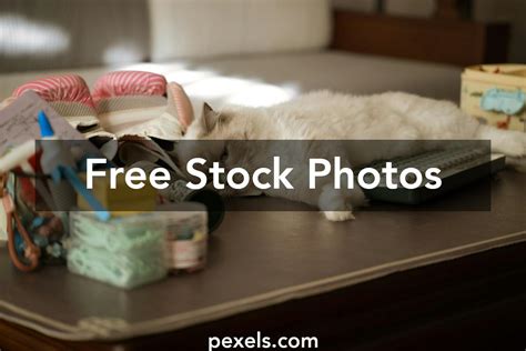 Image result for Keyboard Cat Meme