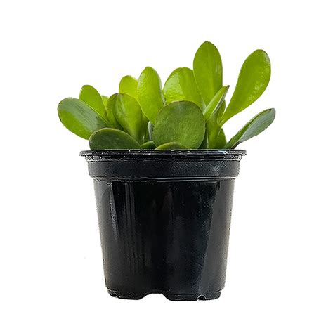Buy Crassula Ovata Plant Online In Delhi | Gift Crassula Ovata Plant
