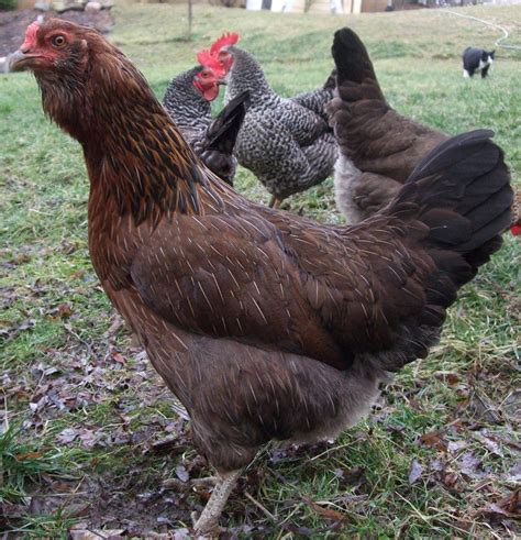 Pam's Backyard Chickens: Easter Egger Chicken - Breed Spotlight