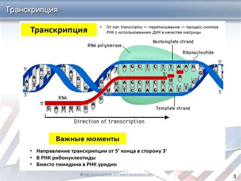 Транскрипция ДНК. Регуляция активности генов на уровне транскрипции ...