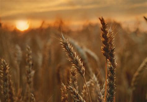 Image result for Video Speed Control