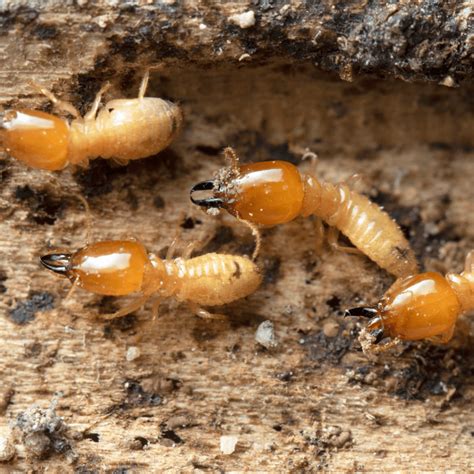 What Do Termites Look Like in Australia? | Critters Pest Management Pty Ltd