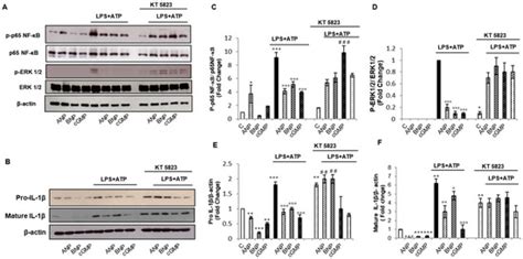 ANP and BNP Exert Anti-Inflammatory Action via NPR-1/cGMP Axis by ...