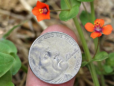 Image result for Errors Coin Values