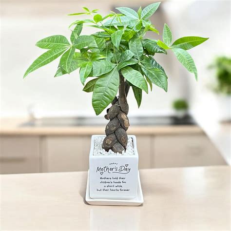 Mother's day Specials – leafio.green