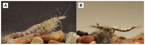 Assessing Local Distribution of Alien Ponto-Caspian Mysids in ...