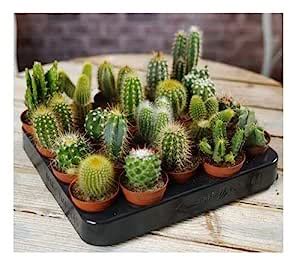 Modern Plants Live Cactus Succulent Mix - Bunch Of 6 Mix Charming ...
