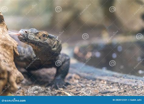 Baby Komodo Dragon Hiding On A Tree Stock Photography | CartoonDealer ...