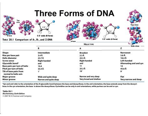 Different Forms of DNA 的图像结果