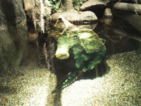 Image result for Tropical Snapper