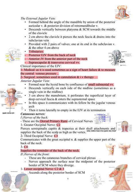 SOLUTION: Head and neck neck posterior cervical triangles - Studypool