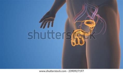 Image result for Male Reproductive System Animation