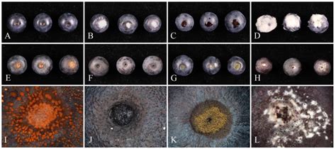 Characterization of Fungal Pathogens Causing Blueberry Fruit Rot ...