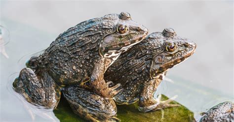 Image result for Frog Splits Stretch Tutorial