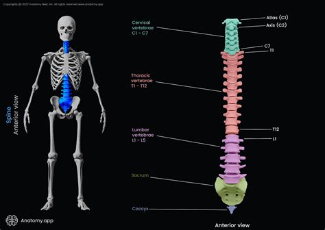 Spine | Encyclopedia | Anatomy.app | Learn anatomy | 3D models ...
