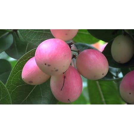 Creative Farmer Live Plant Cherry Carissa Carandas Karonda (Carissa ...