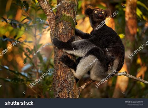 Little Monkey From Madagascar