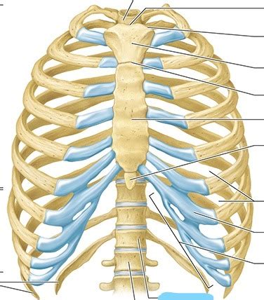 Thorax Function 的图像结果