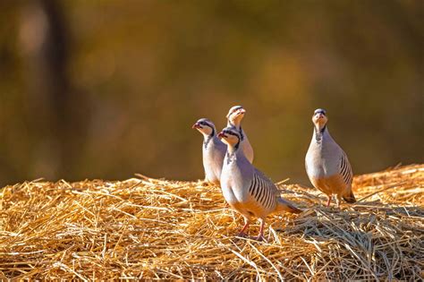 石鸡：张掖黑河湿地国家级自然保护区 - 江西林科网