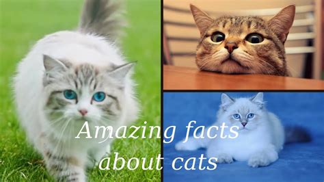 Image result for Cat Command in Shell Script