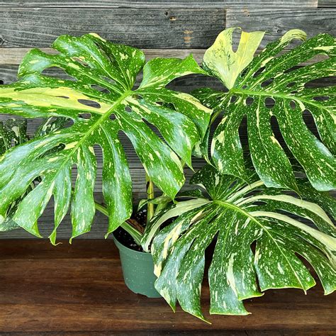 Monstera Deliciosa Thai Constellation "Galaxy" | 8" Pot - Plant Hawaii