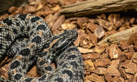 Discover the 3 Types of Rattlesnakes in South Carolina - IMP WORLD