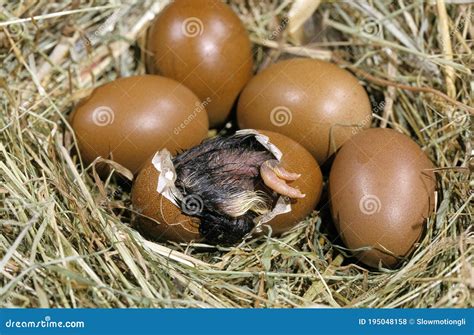 Amazing Modern Chick Hatching 的图像结果