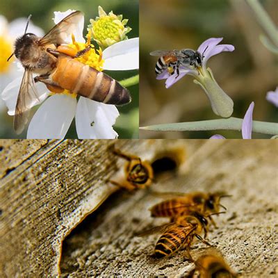 Apiculture — lesson. Science State Board, Class 9.