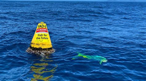 Fisheries 的图像结果