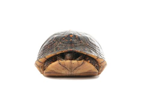 Image result for Turtle Inside Shell Ring