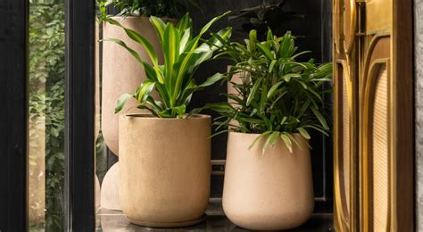 The Essential Debate: Should Planters Have Drainage Holes?