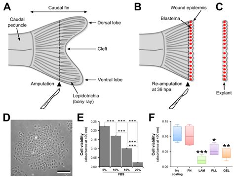 Isolation, Culture, and Differentiation of Blastema Cells from the ...