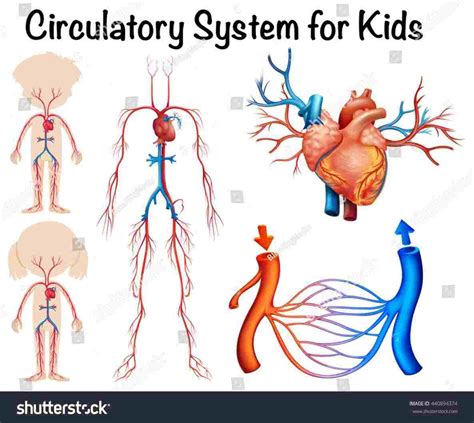 Image result for Circulatory System Easy Drawing