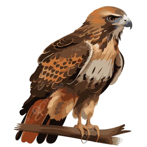 Red Tailed Hawk Clip Art Red Tailed Hawk" Art Print For Sale By