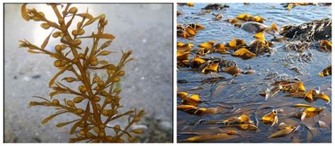 Classification and economic importance of algae — lesson. Science State ...