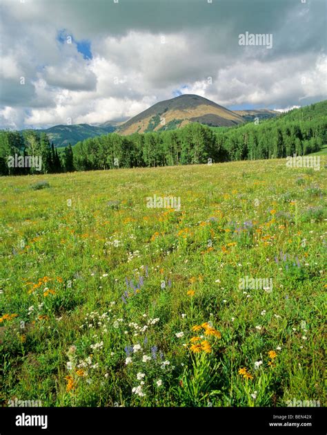 Wildflowers at Geyser Pass with Haystack Mountain in background, in La ...