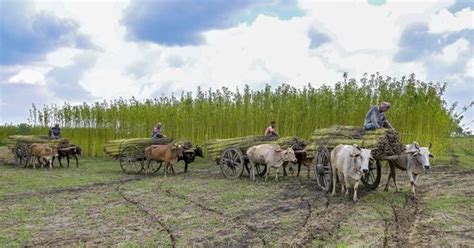 How do the BJP’s claims on the rise in the agriculture budget hold up?