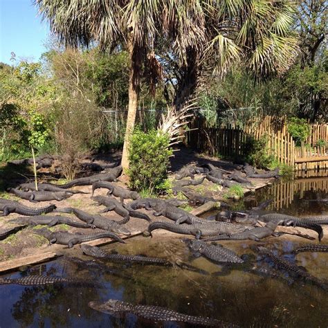 ST. AUGUSTINE ALLIGATOR FARM ZOOLOGICAL PARK (2025) All You Need to ...