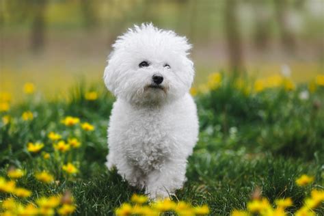 Cute White Puppies Breeds