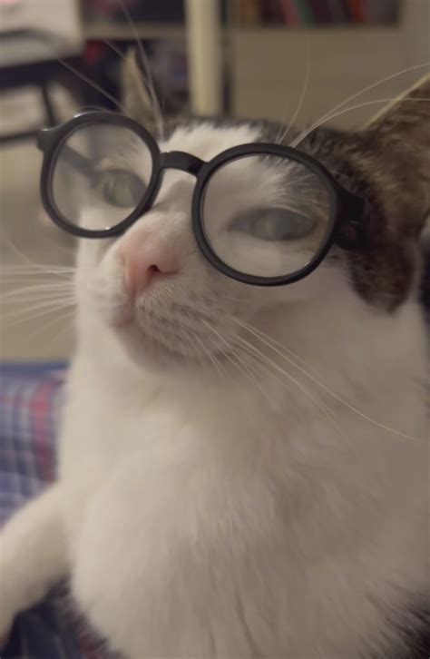 Adorable Cat Wearing Glasses