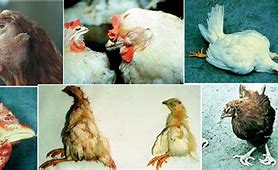 Image result for Chicken Diseases Symptoms