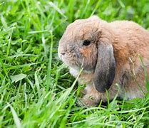 Image result for Baby Holland Lop Crooked Ears