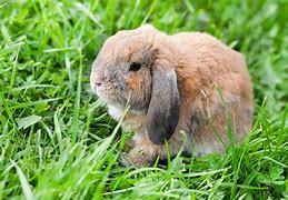 Image result for Grey Baby Mini Lop Bunnies