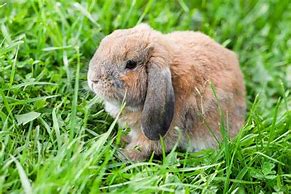 Image result for Mini Lop Eared Rabbit Toys