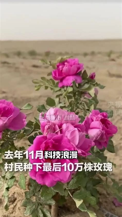 新疆沙漠里种出的大米有多绝？🌾新疆兵团90后新农人，用卫星 - 抖音