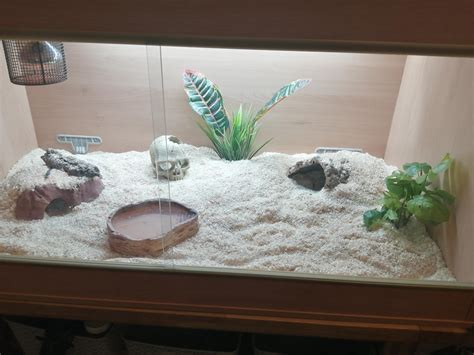 Corn snake enclosure : r/cornsnakes
