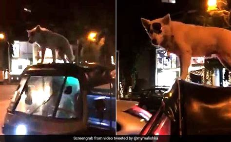 You Will Be Surprised To See This Dog Sultan Stunts - इस ‘सुल्तान’ के ...