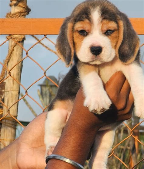 Beagle Price In Goa - Best For Pets