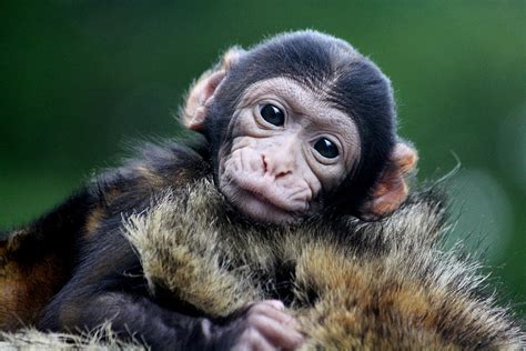 Image result for Monkey Using Computer Meme