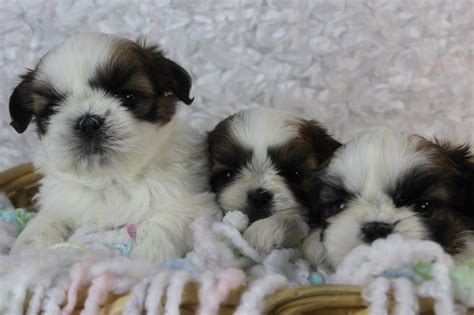 Shih Tzu Puppies in Northern New Jersey